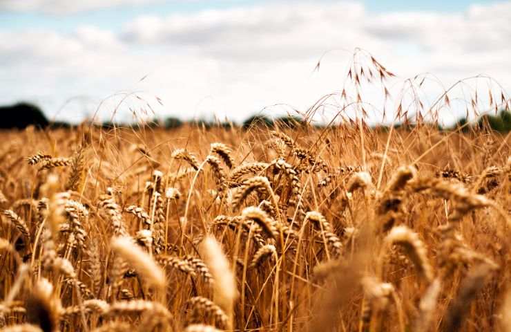 Russia ucraina grano