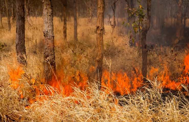 Incendi dei Piromani sulle Montagne: sterpaglie (Foto Canva - bonus.it)