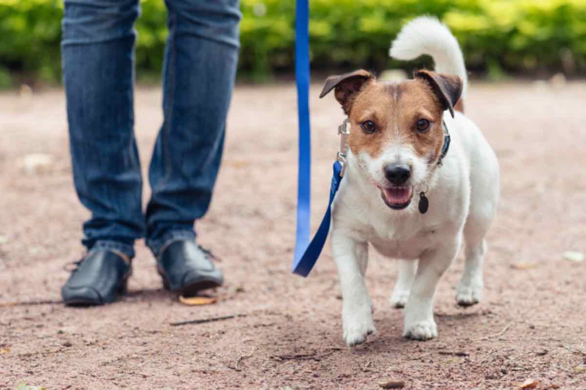 Cane al guinzaglio multa