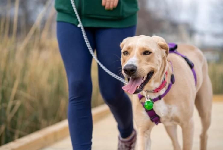 Cani, nuova ordinanza: cosa sapere